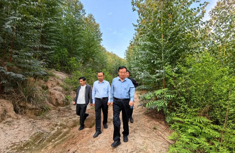 魯麗集團(tuán)董事長薛茂林到江西魯麗木業(yè)自培育林場視察